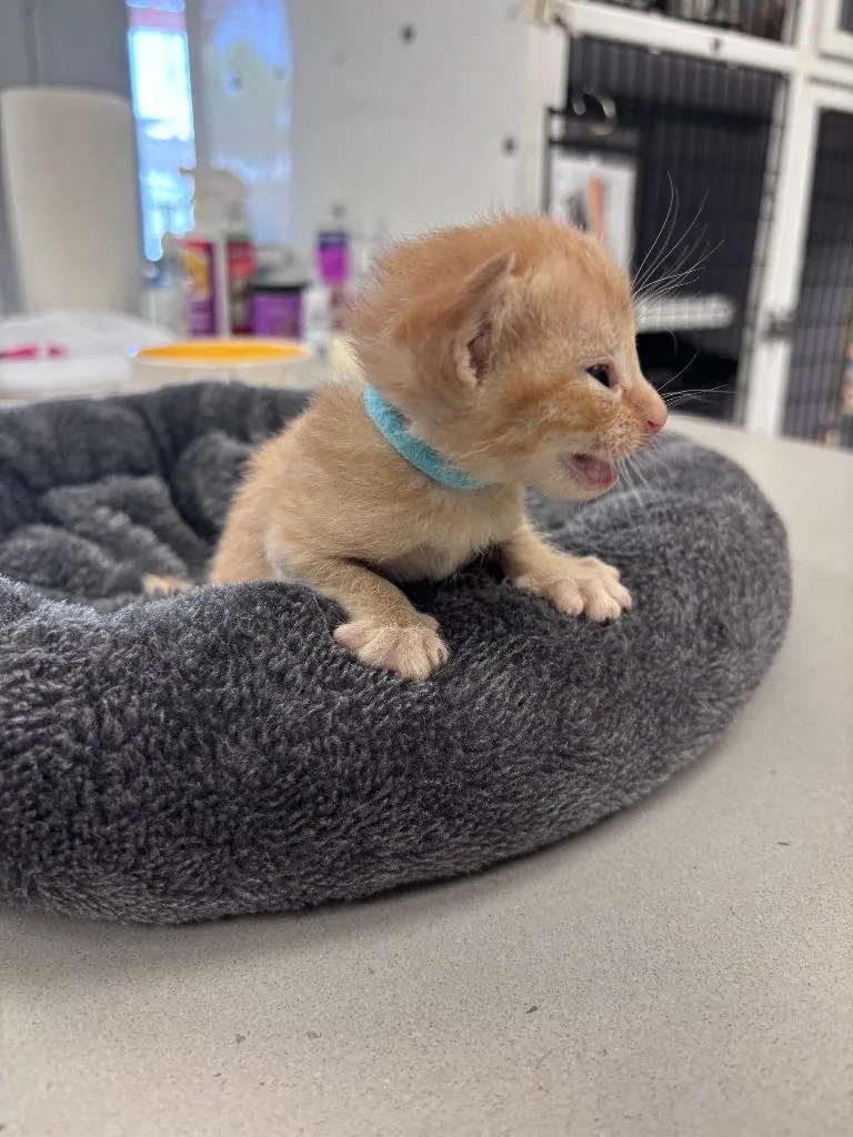 A baby medium-sized male Domestic Short Hair cat named Swirl for adoption in Peoria, AZ