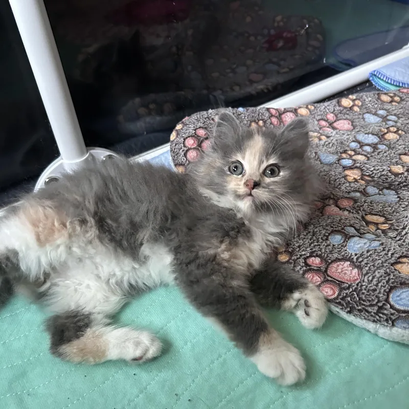 A baby small-sized female Dilute Calico Domestic Long Hair cat named Abalone for adoption in Warminster, PA