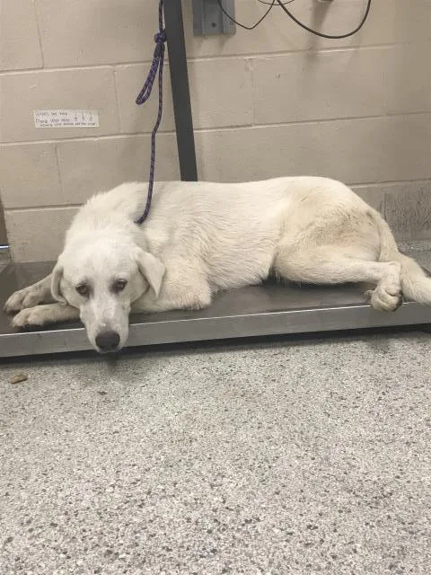 A young extra large-sized male Great Pyrenees dog named Danny for adoption in Conroe, TX