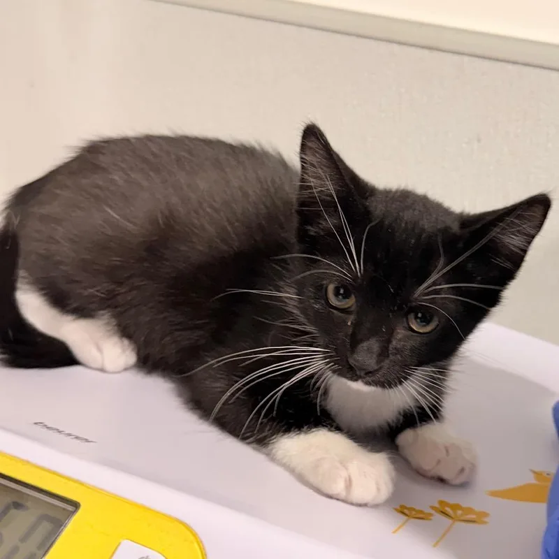 Domino