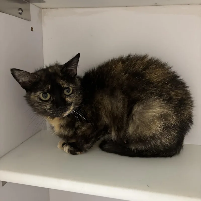 A young medium-sized female Tortoiseshell Domestic Short Hair cat named Archipelago for adoption in Kanab, UT