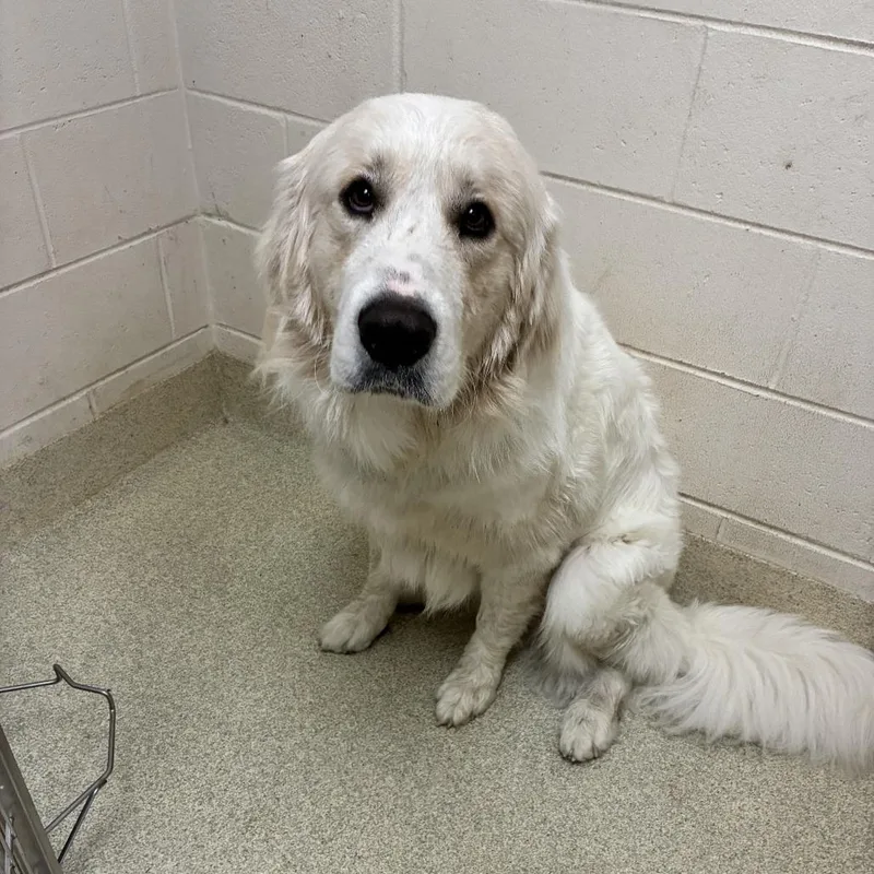 An adult large-sized male Great Pyrenees dog named Duke for adoption in Windsor, VA