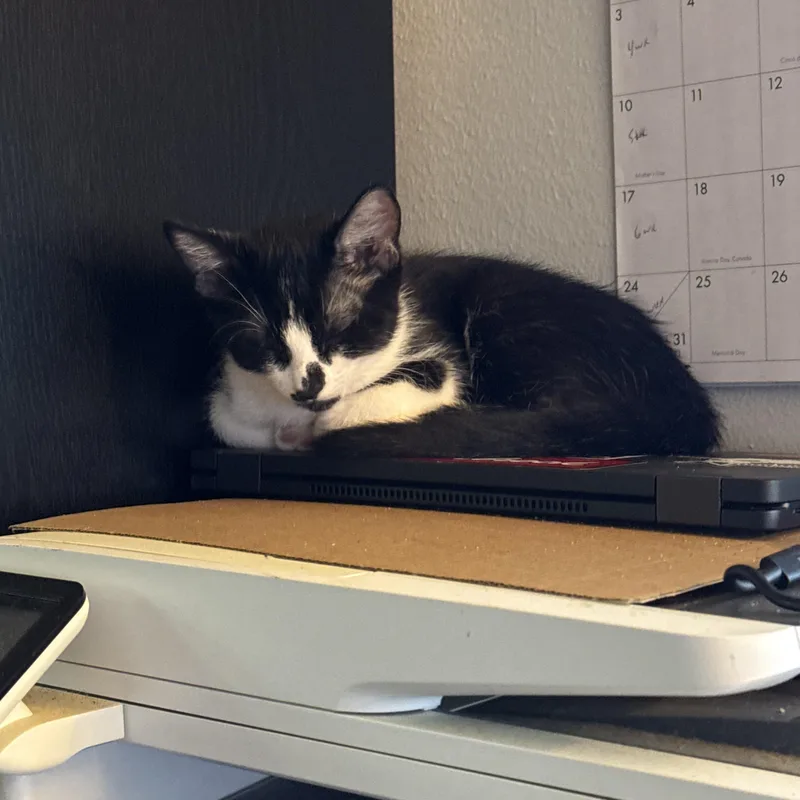A young medium-sized male Black & White / Tuxedo Domestic Short Hair cat named Marley for adoption in Huffman, TX