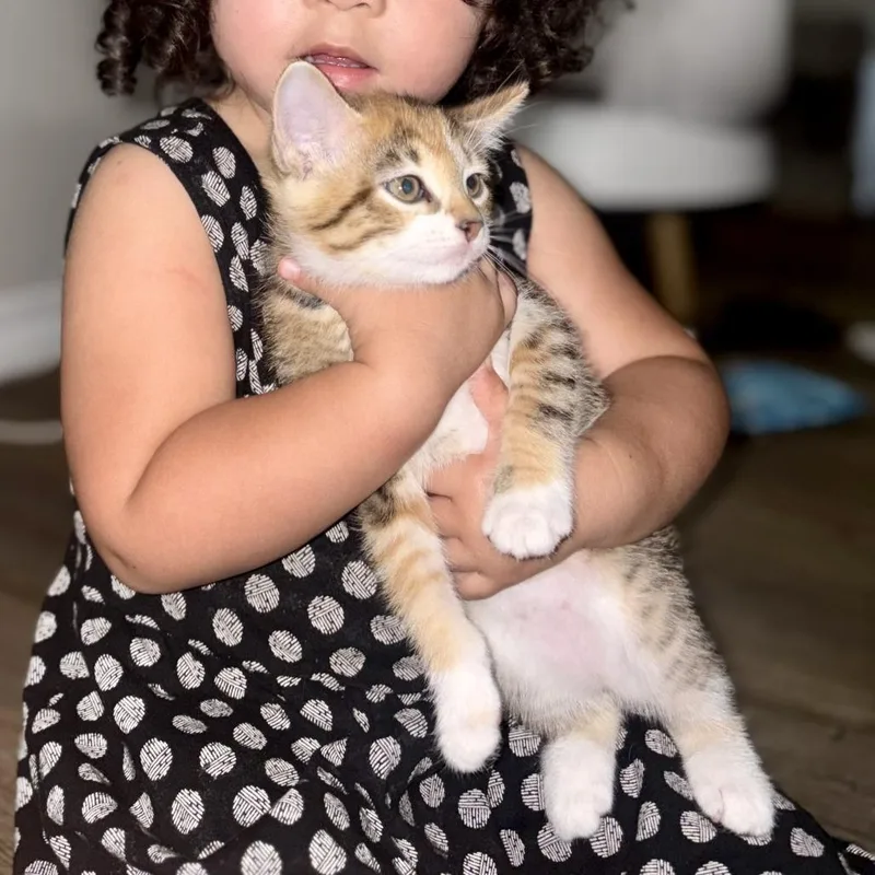 A baby small-sized female Brown / Chocolate Domestic Short Hair cat named Irony for adoption in Austin, TX
