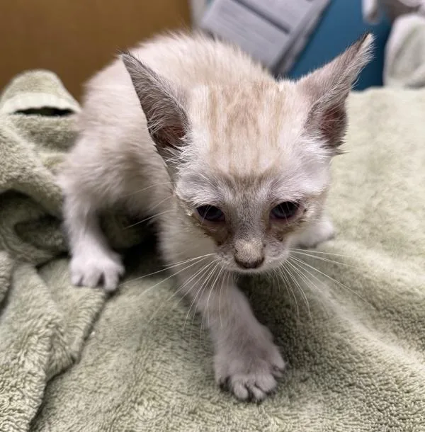 A baby medium-sized male Domestic Short Hair cat named Steven for adoption in Escondido, CA