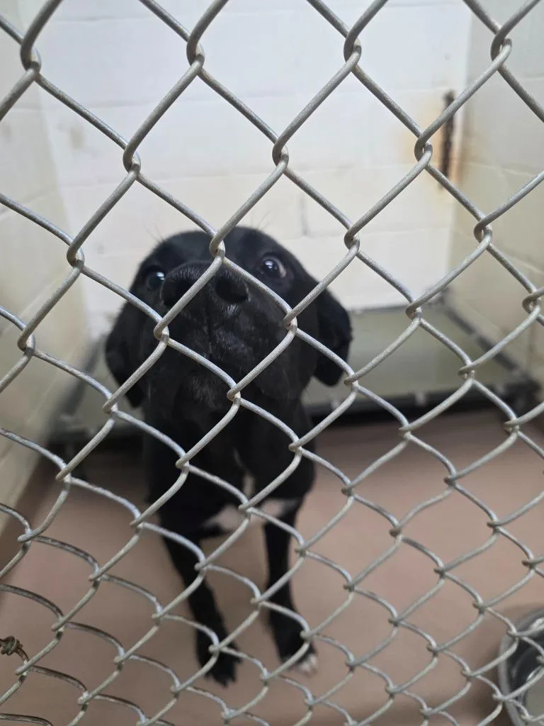 A young medium-sized male Labrador Retriever dog named Benny for adoption in Nacogdoches, TX