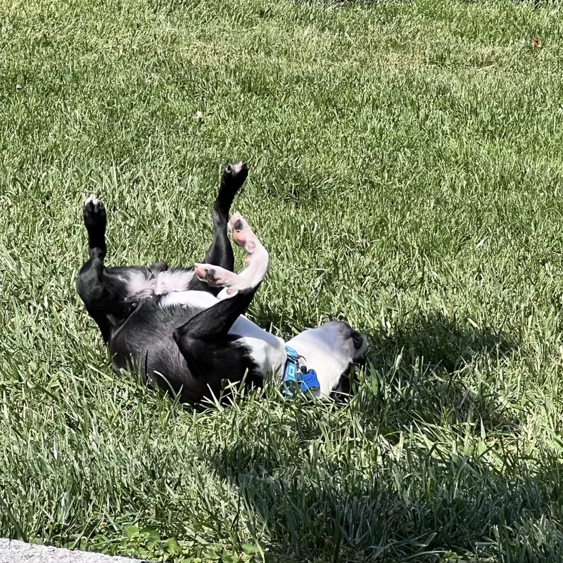 Evie