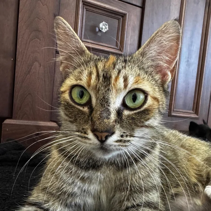 A young medium-sized female Buff / Tan / Fawn Domestic Short Hair cat named Ms. Bellum for adoption in Keizer, OR