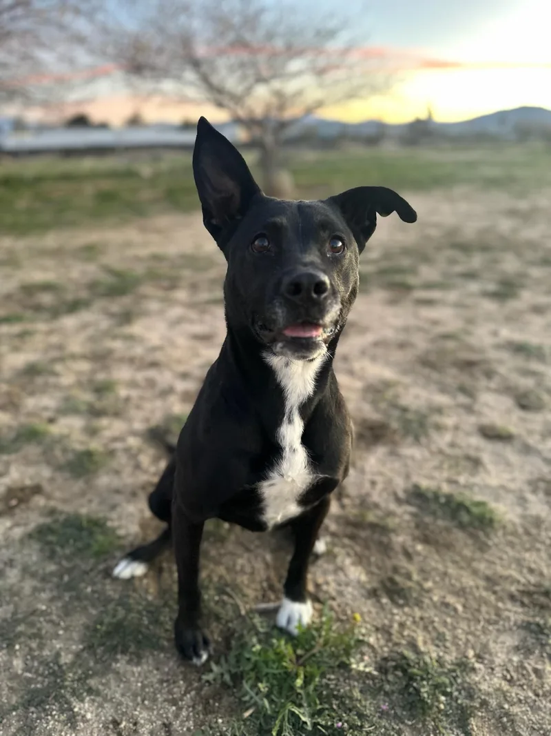 Zoey