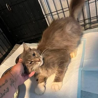 An adult medium-sized male Domestic Medium Hair cat named Pierre for adoption in Danbury, CT