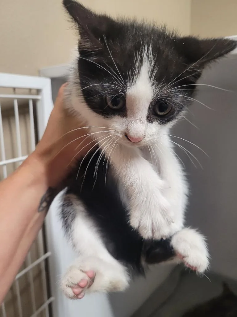 A baby small-sized female Domestic Short Hair cat named Juno for adoption in Huntsville, TX