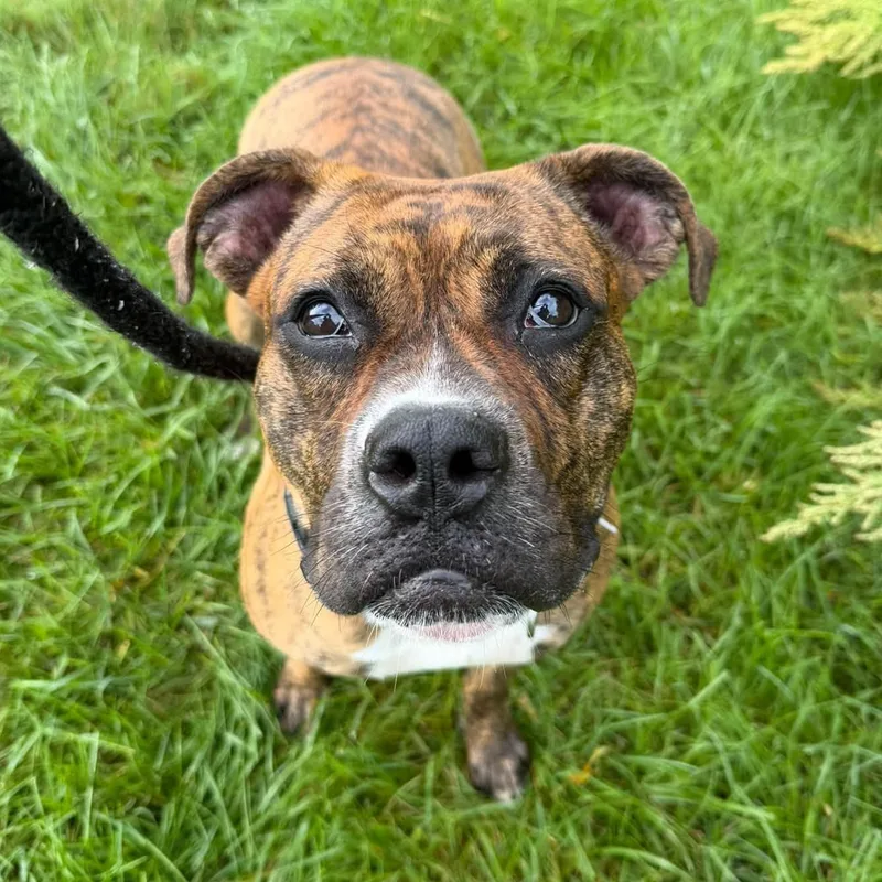 A young large-sized female Terrier dog named Juneau for adoption in North Syracuse, NY