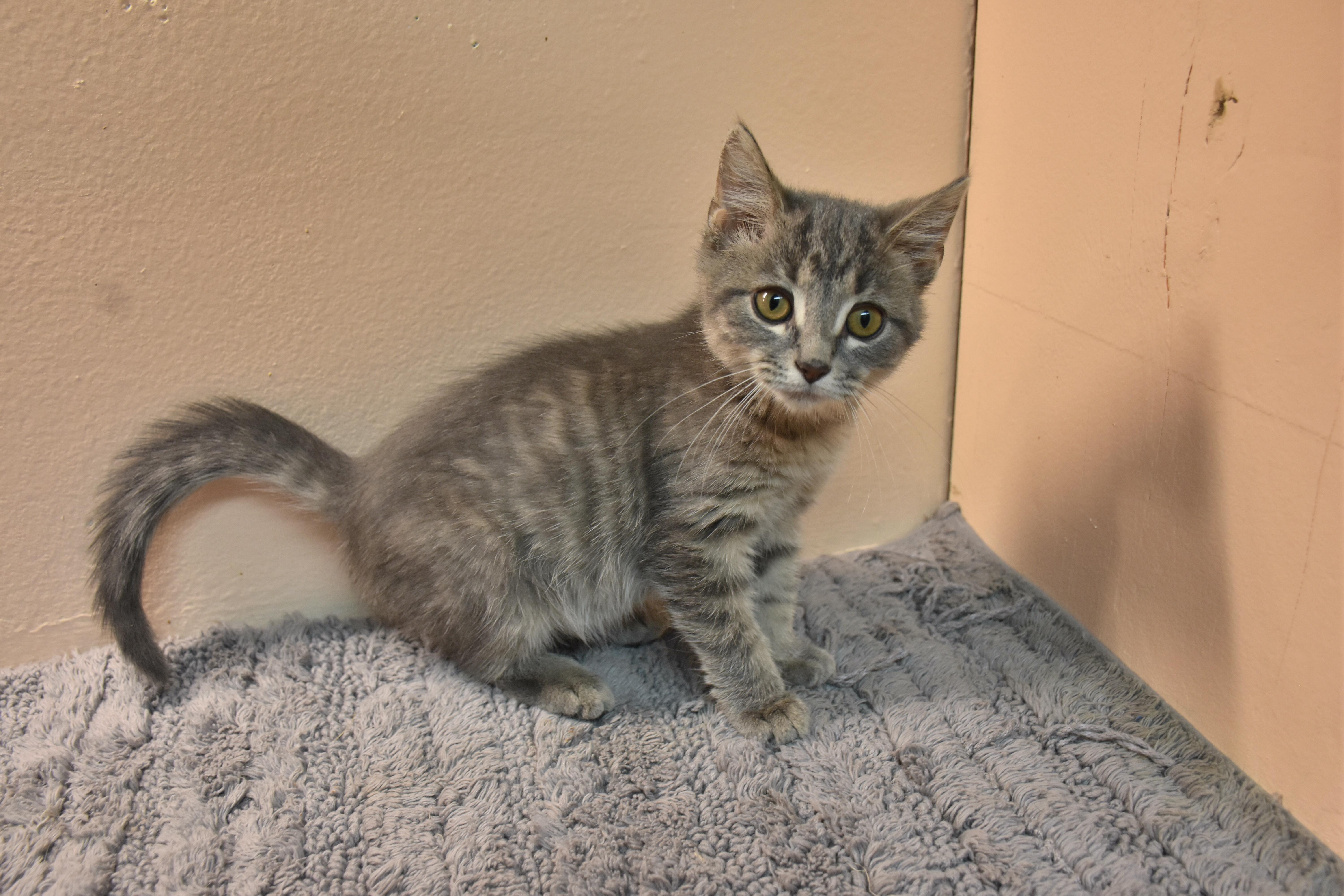 A baby small-sized male Domestic Short Hair cat named Chainsaw for adoption in North Judson, IN