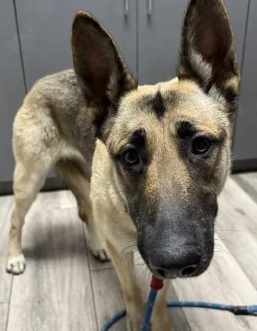 A young medium-sized female German Shepherd Dog dog named Delilah for adoption in Redlands, CA