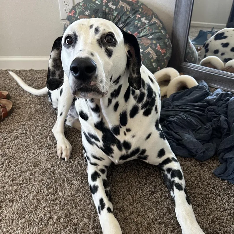 A senior large-sized male White / Cream Dalmatian dog named Murphy for adoption in New Orleans, LA