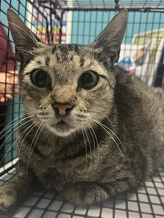 An adult medium-sized female Domestic Short Hair cat named Tonita for adoption in Houston, TX