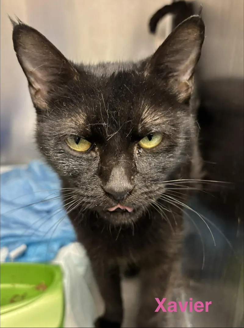 An adult small-sized female Burmese cat named Xavier for adoption in Las Vegas, NV