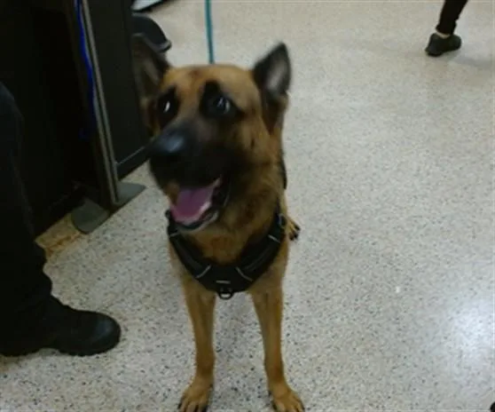 An adult medium-sized female German Shepherd Dog dog named Nala for adoption in Miami, FL