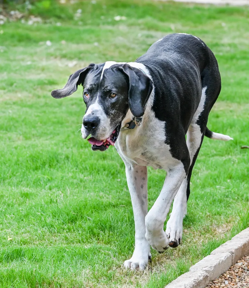 Sampson thumbnail 2