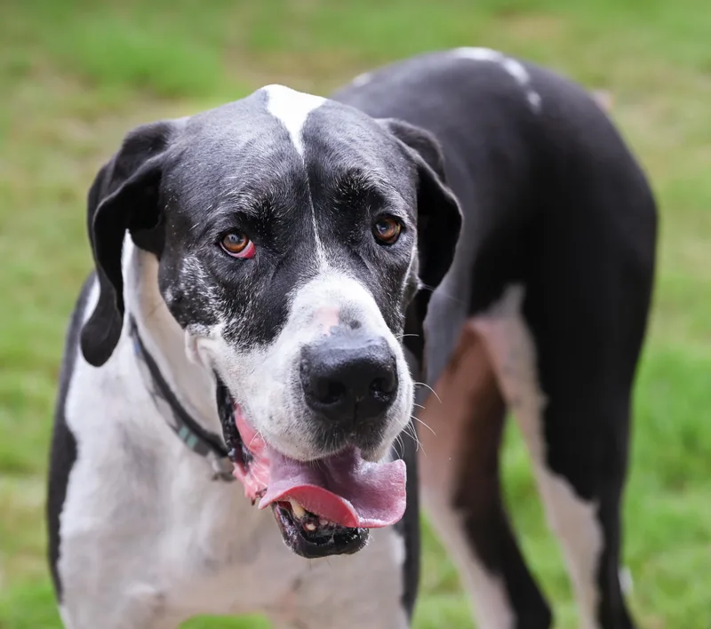 Sampson thumbnail 5