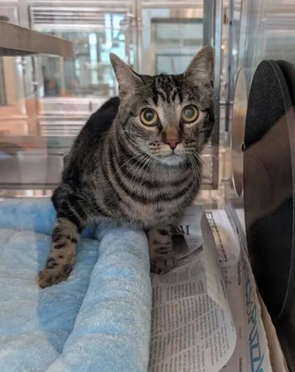 An adult small-sized female Domestic Short Hair cat named Samantha for adoption in Mansfield, TX