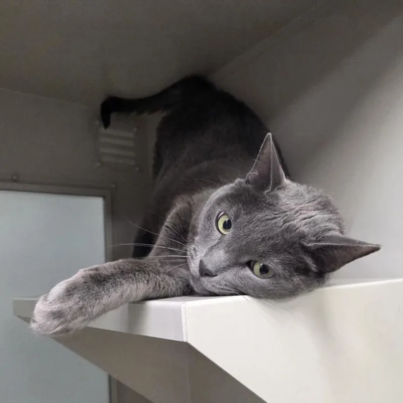 A senior small-sized female Domestic Short Hair cat named Frederick for adoption in Las Vegas, NV