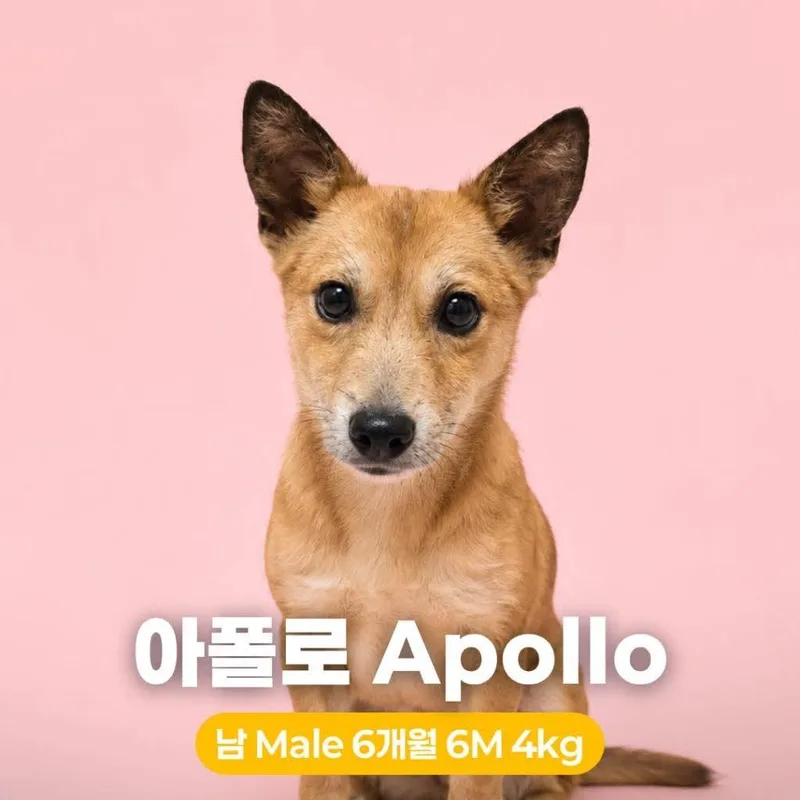 A young small-sized male Brown / Chocolate Jindo dog named Apollo for adoption in Northbrook, IL