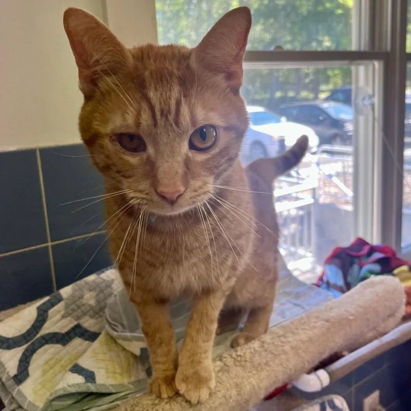 An adult large-sized male Orange / Red Domestic Short Hair cat named Cheese Doodle for adoption in East Hampton, NY