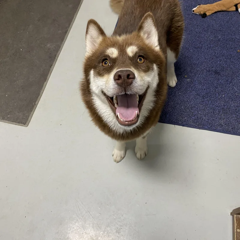 An adult medium-sized female Red / Chestnut / Orange Pomsky dog named Echo for adoption in Hartford, KY