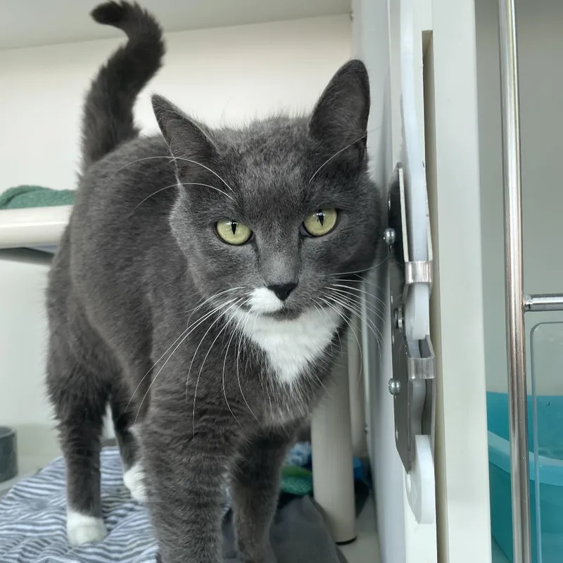 An adult medium-sized female Gray / Blue / Silver Domestic Short Hair cat named Sage for adoption in Warwick, RI