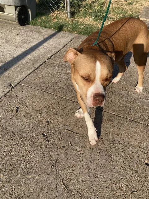 A young large-sized male Mixed Breed dog named Red for adoption in Dallas, TX