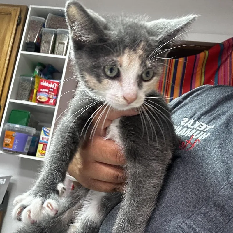 A baby small-sized female Gray / Blue / Silver Domestic Short Hair cat named Ester for adoption in Leander, TX
