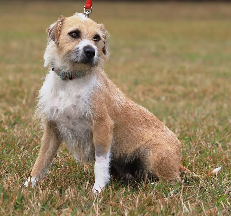 Tootsie Roll thumbnail 4