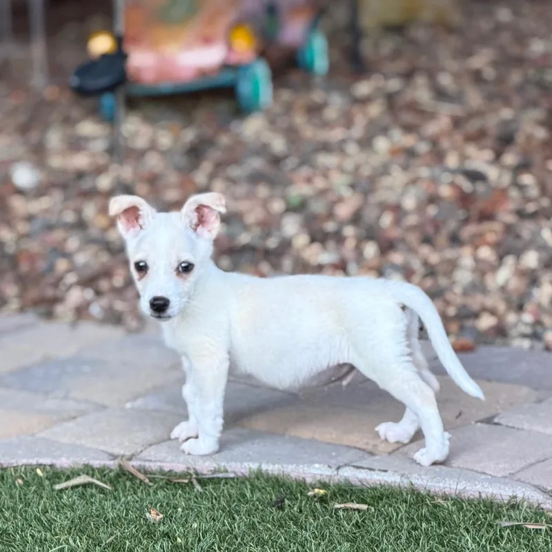 A baby small-sized male Yellow / Tan / Blond / Fawn Chihuahua dog named Augie for adoption in Sacramento, CA