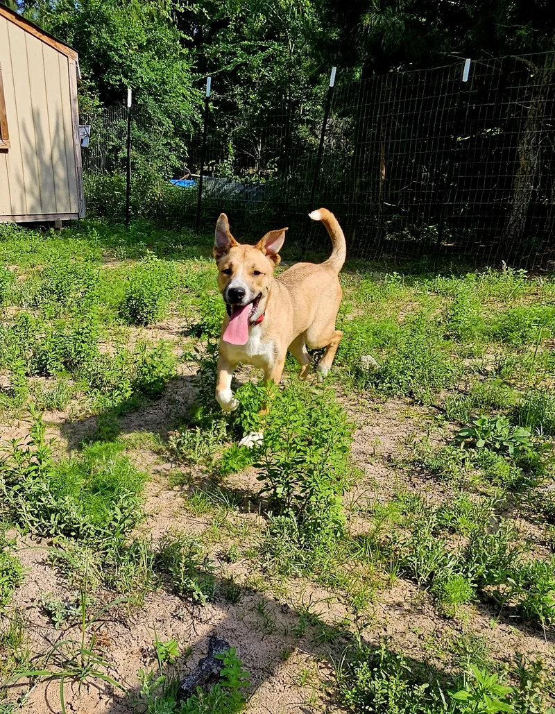 An adult medium-sized male Tricolor (Brown, Black, & White) Shepherd dog named CocoVT for adoption in Magnolia, TX