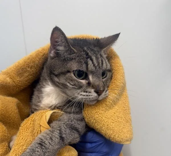 A senior medium-sized male Domestic Short Hair cat named Dublin for adoption in Ridgewood, NY