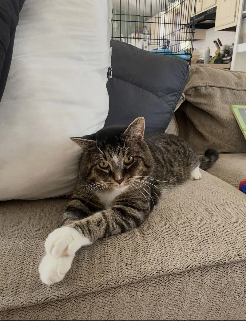 An adult extra large-sized male Domestic Short Hair cat named Arnie for adoption in Walled Lake, MI