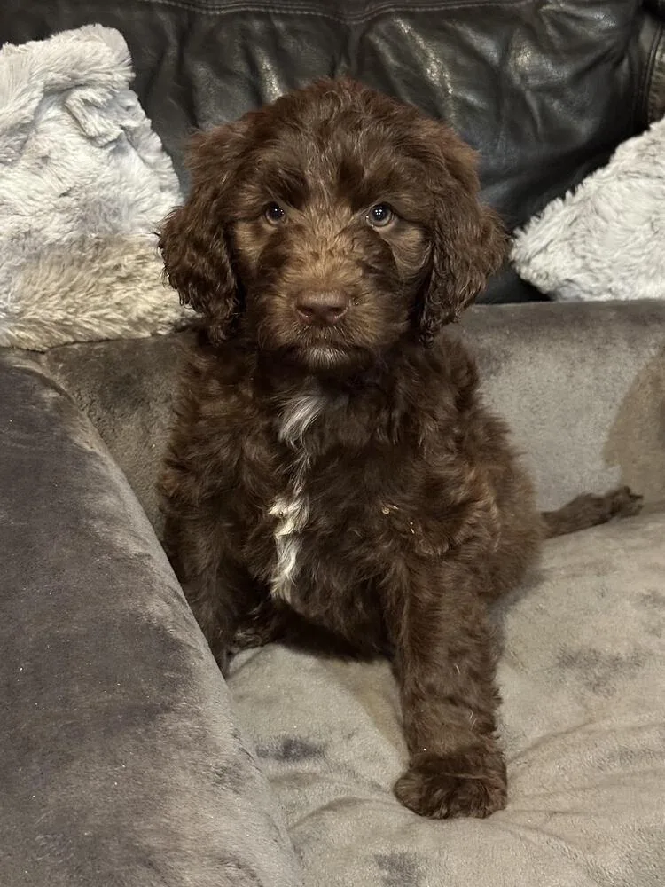 A baby large-sized male Brown / Chocolate Aussiedoodle dog named Cyrus for adoption in Milton, GA