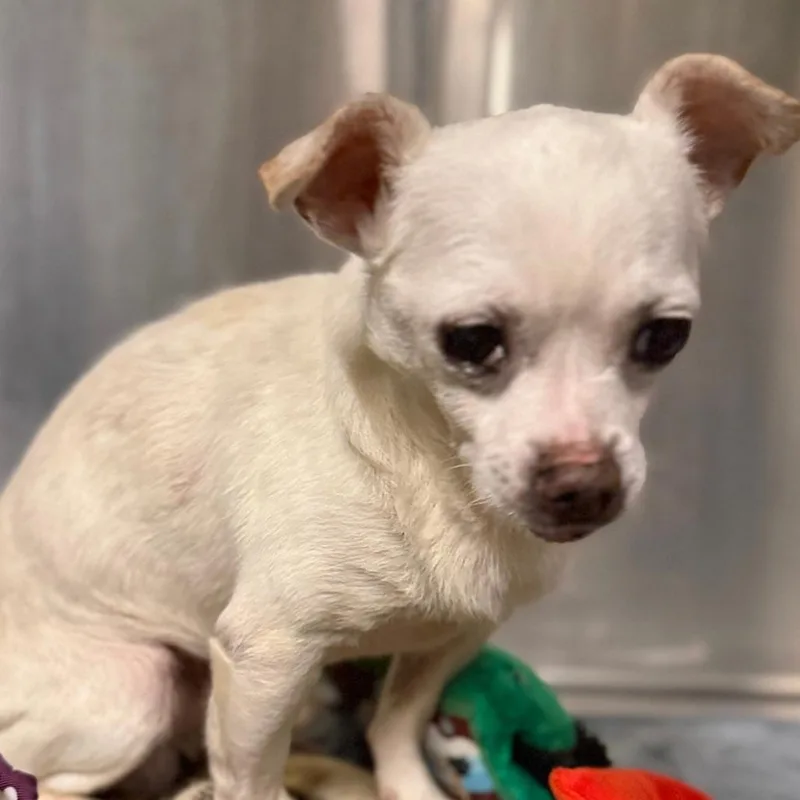 A senior small-sized male White / Cream Chihuahua dog named Clarence for adoption in Hudson, IL