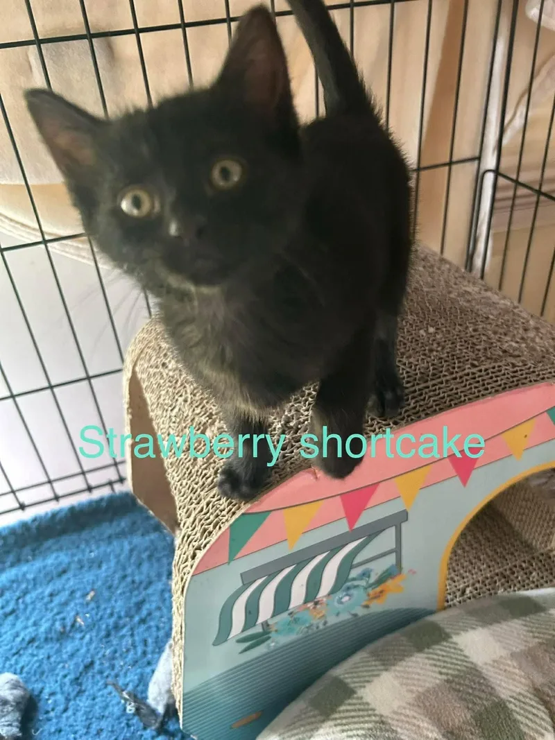 A baby medium-sized female Domestic Short Hair cat named Strawberry Shortcake for adoption in hinckley, IL