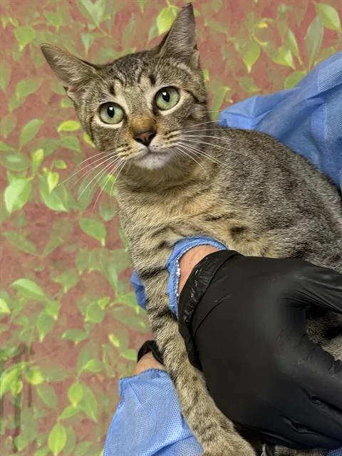 A young medium-sized female Domestic Short Hair cat named Autumn for adoption in San Antonio, TX