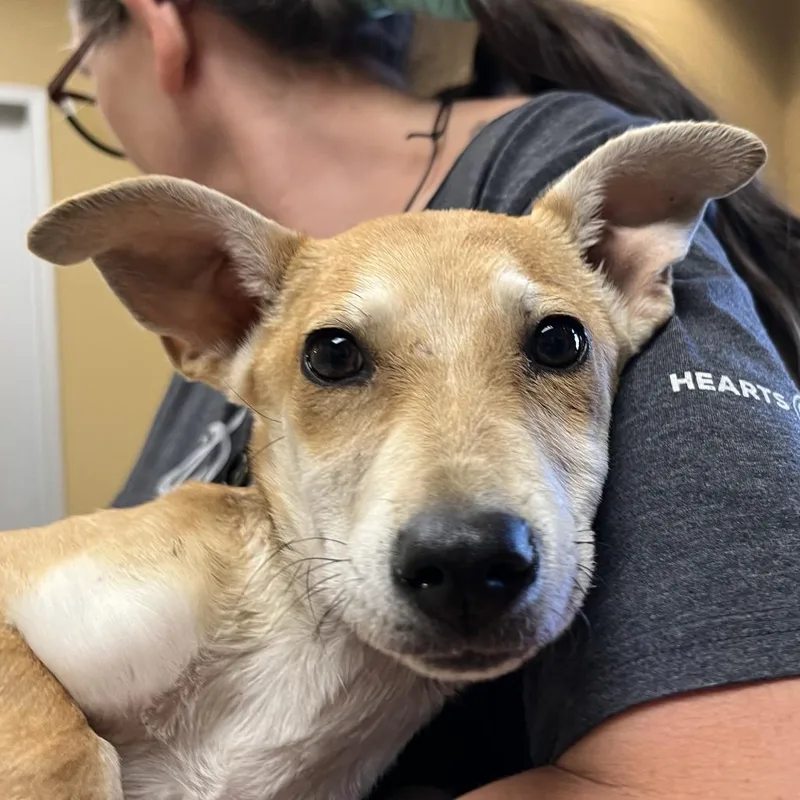 A baby small-sized male Yellow / Tan / Blond / Fawn Mixed Breed dog named Stevie for adoption in Palm Springs, CA