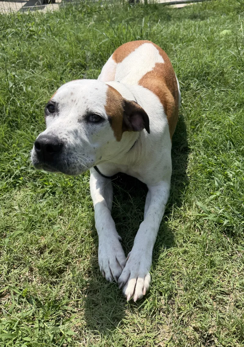 A young medium-sized male Brindle Pointer dog named Rocky for adoption in Lancaster, SC