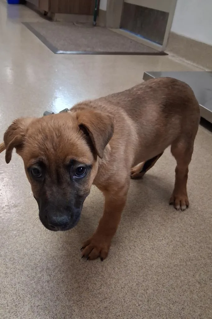 A baby small-sized male Terrier dog named Cash for adoption in Seguin, TX