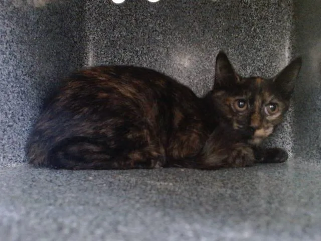 A baby small-sized female Domestic Short Hair cat named A for adoption in Orlando, FL