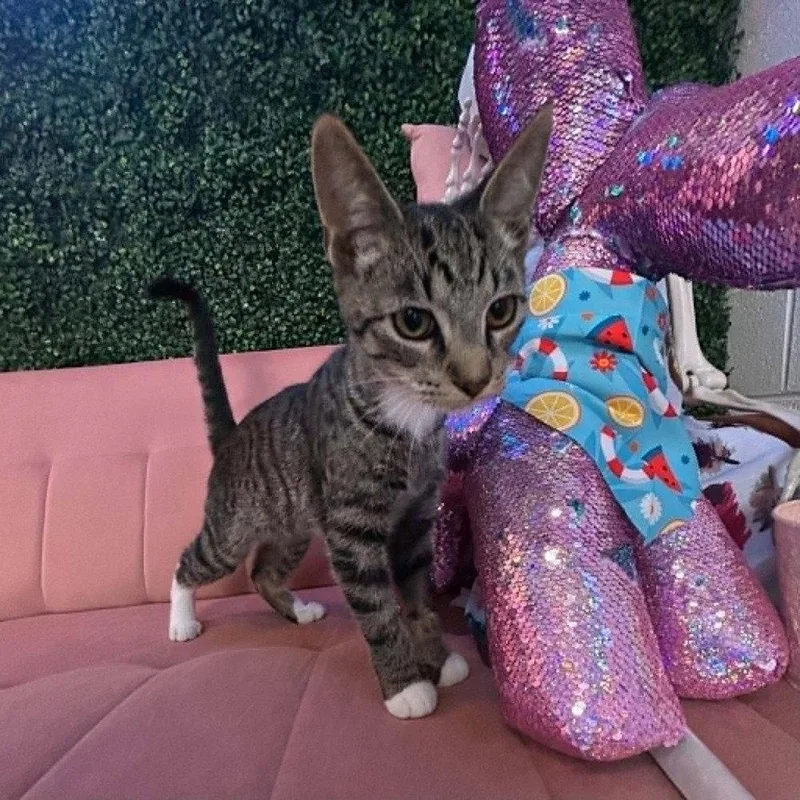 A baby medium-sized male Domestic Short Hair cat named Fallon for adoption in Candler, NC