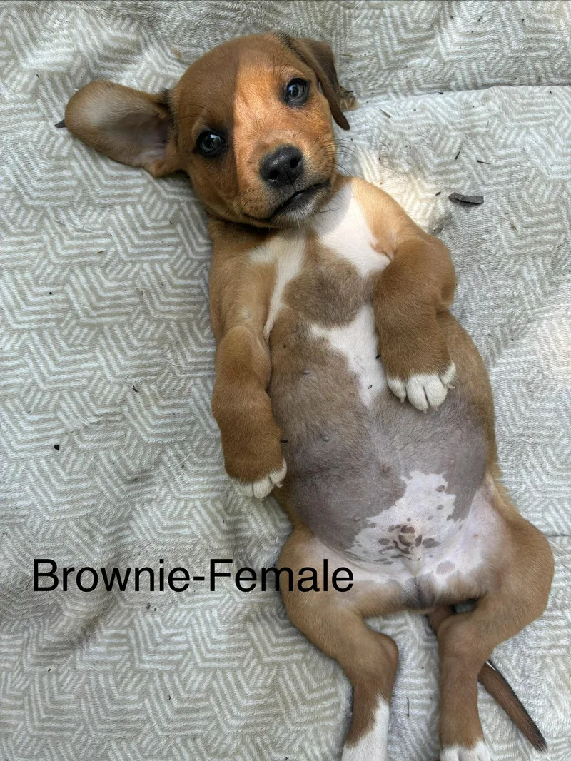 A baby medium-sized female Hound dog named Brownie for adoption in Manchester, CT