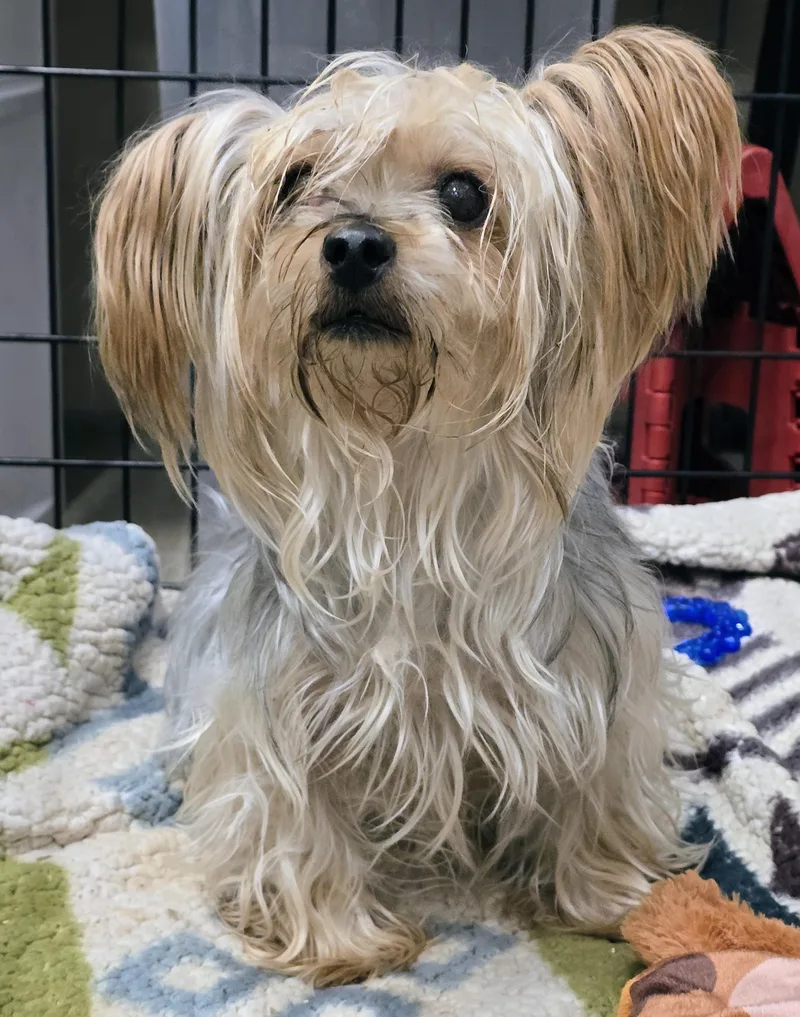 An adult small-sized female Yorkshire Terrier dog named Chanel for adoption in Amityville, NY