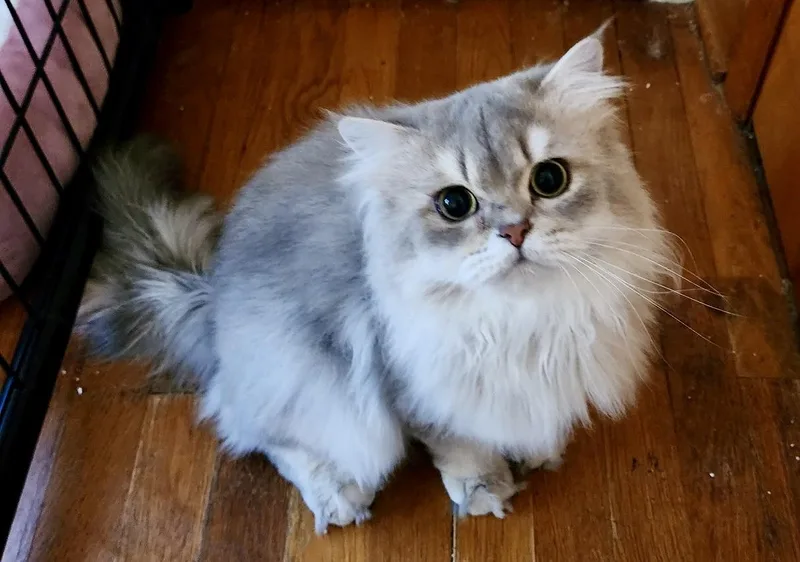 An adult large-sized male Blue Cream British Longhair cat named Macabee for adoption in Huntley, IL