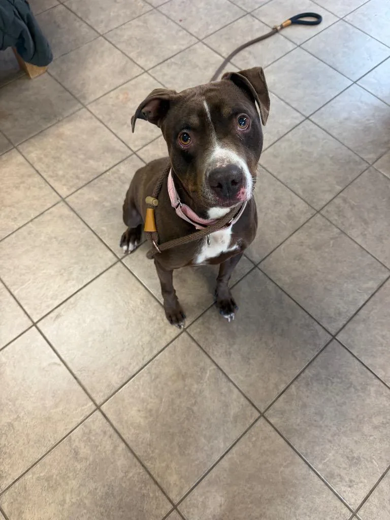 A young medium-sized female Pit Bull Terrier dog named CeCe for adoption in Marion, OH